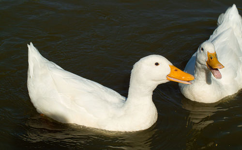 Swan swimming in lake