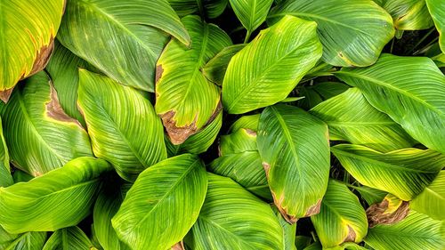 Full frame shot of green leaves