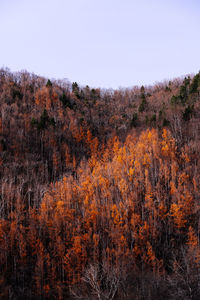 Trees against clear sky during autumn