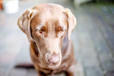 Close-up of brown dog