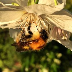 Close-up of insect on flower