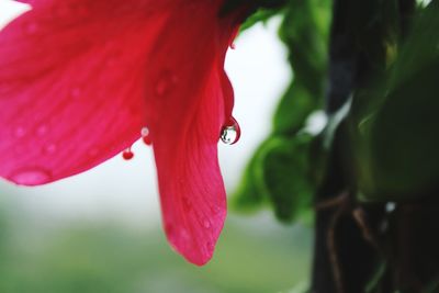 Close-up of red flower against blurred background