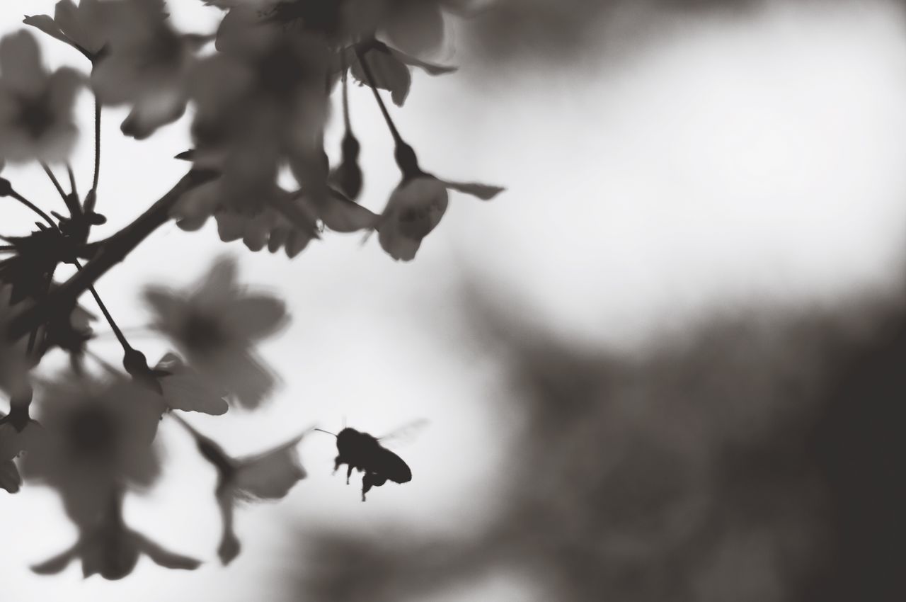 animal themes, animals in the wild, wildlife, bird, one animal, low angle view, flying, focus on foreground, nature, selective focus, branch, close-up, insect, perching, tree, beauty in nature, silhouette, day, outdoors, no people