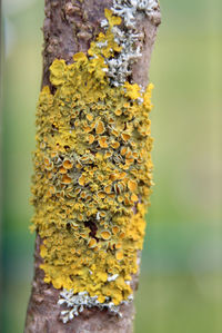 Close-up of moss on tree trunk