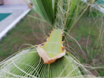Close-up of green leaf on plant