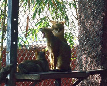 Cat in cage