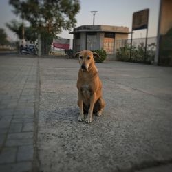 Dog on street