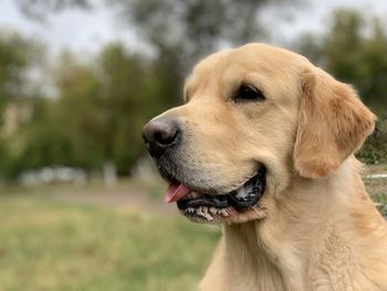 Close-up of dog looking away