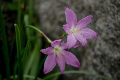 Close-up of pink flowering plant