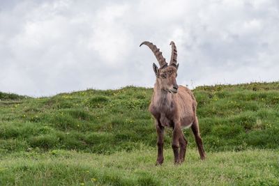 Horse standing in a field