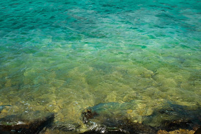 High angle view of jellyfish in sea