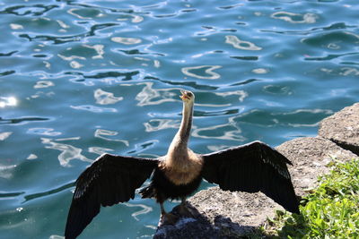 High angle view of anhinga bird standing by  lake