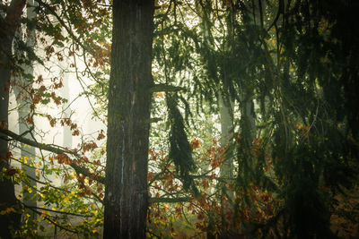 Trees growing in forest during autumn