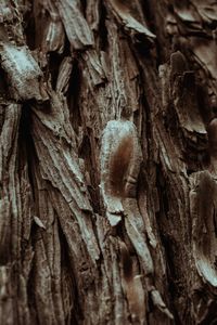 Full frame shot of tree trunk