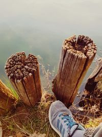 Close-up of cactus growing on field