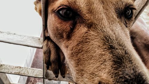 Close-up portrait of dog