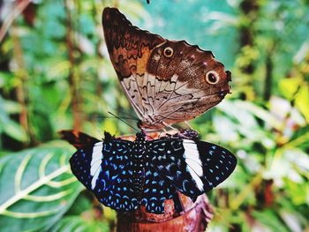 Close-up of butterfly on leaf