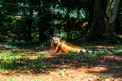 View of a reptile on field