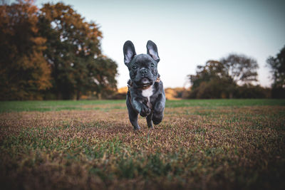 Portrait of a dog on field