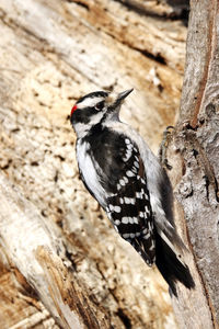 Downy woodpecker