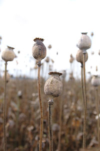 Close-up of wilted plant on field against sky