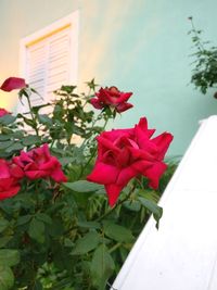 Close-up of pink flowering plant