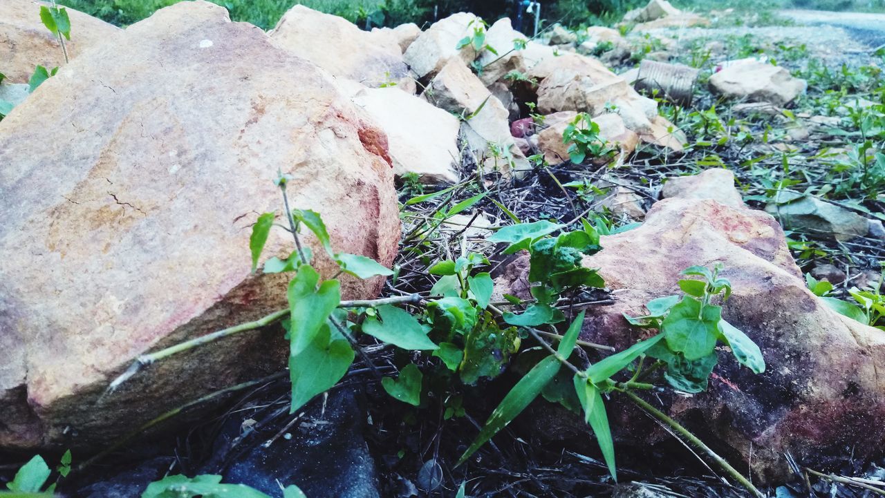 CLOSE-UP OF PLANT GROWING ON ROCKS