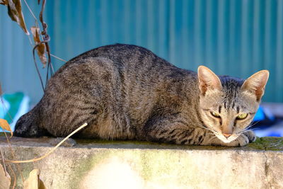 Cat sleeping in the wall