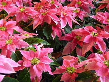 Close-up of pink flowering plants