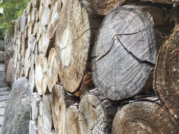 Full frame shot of tree stump