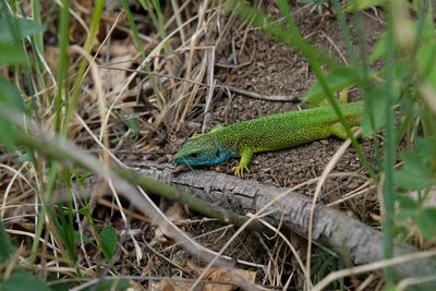 Close-up of a lizard on land