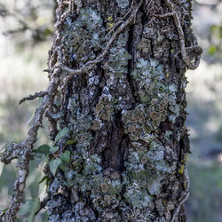 Close-up of lichen on tree trunk