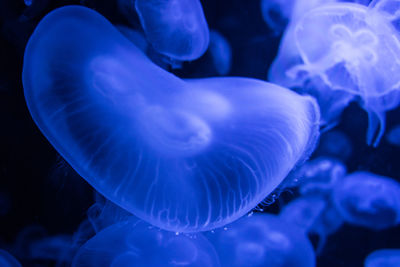 Close-up of jellyfish swimming in sea