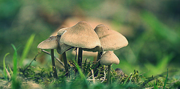 Close-up of mushroom growing on field