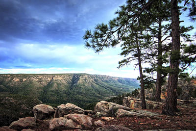 View of trees on landscape against cloudy sky