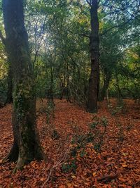 Sunlight falling on leaves in forest