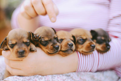 Close-up of puppies sleeping