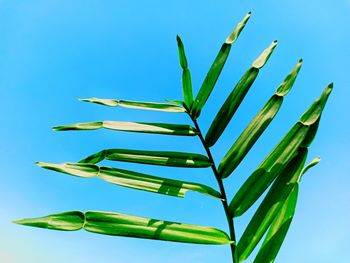 Low angle view of plant against blue sky