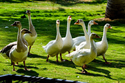 Flock of swan birds on field