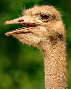 Close-up of a bird looking away