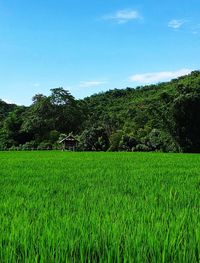 Scenic view of agricultural field against sky