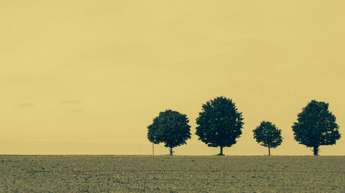 Single tree on field