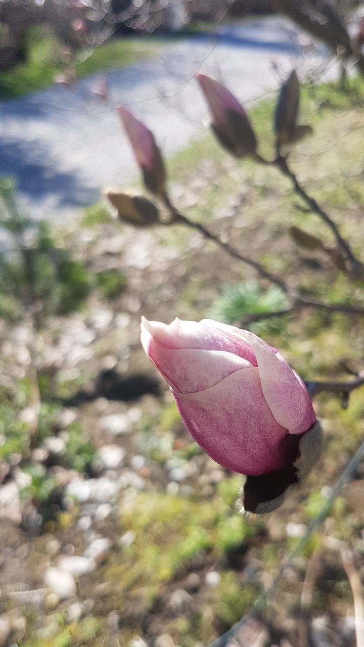 CLOSE-UP OF PINK FLOWERING PLANT