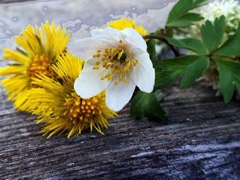 Close-up of yellow flowering plant