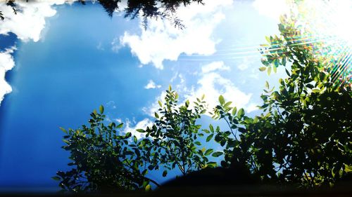 Low angle view of trees against sky