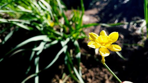 Close-up of yellow flower