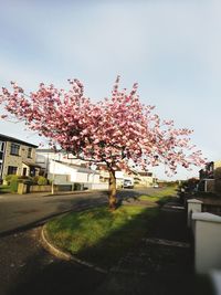 Tree in city against sky