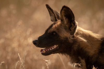 Close-up of wild dog standing in profile