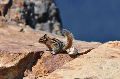 Side view of chipmunk on rock at blackcomb peak