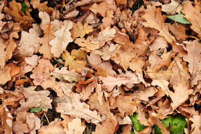 Full frame shot of dried autumn leaves on field